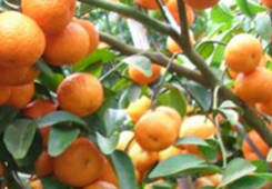 ���P(gu��n)ע31�l�����������r(n��ng)�����팍(sh��)�� �_(t��i)����ꑰl(f��)չ��M���Ҹ��С�