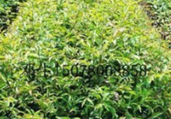 ���򼽽�50���_���������ηN�¡��_���W���֡�