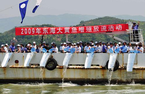 福建增殖放流300萬尾子一代大黃魚 圖為大黃魚增殖放流現場(6月6日攝)。 當日,農業部與福建省政府聯合在寧德三都灣海域開展大黃魚增殖放流活動,300萬尾子一代大黃魚放流三都澳。近年來,福建省共投入資金3970多萬元,增殖放流魚、蝦、貝等苗種14.5億尾,通過連續多年的增殖放流,漁業資源明顯恢復,取得了顯著的生態、經濟和社會效益。 新華社記者 魏培全 攝