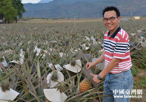 鳳梨讓大武山下的果農受了益 鳳梨讓大武山下的果農受了益