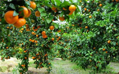 ���_���ߌ��ں� �V�������_��ϲ�����r��