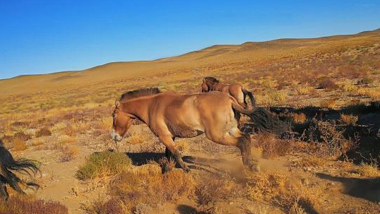 新疆放野馬回歸自然:順應“野性的呼喚”