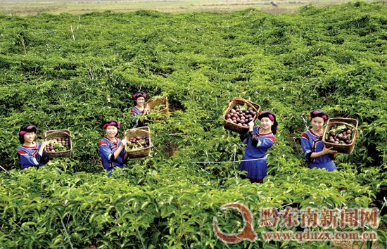 渡馬鄉(xiāng)萬(wàn)斤百香果“高調(diào)”飛臺(tái)灣 渡馬鄉(xiāng)萬(wàn)斤百香果“高調(diào)”飛臺(tái)灣