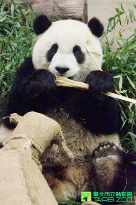 動物園桂竹筍收成“圓仔”忙啃食不亦樂乎(圖)