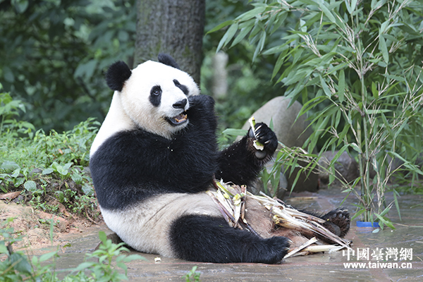 �Ű��̷�{����؈����