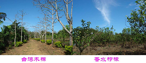 臺(tái)資企業(yè)東坡莊園 市民休閑度假的好去處