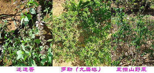 臺(tái)資企業(yè)東坡莊園 市民休閑度假的好去處