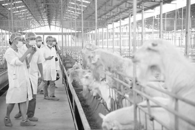 福建南安臺資牛羊養殖基地賣奶產品也賣觀光