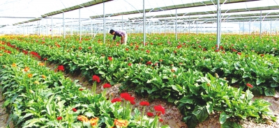 清流鮮切花卉苗木基地 清流鮮切花卉苗木基地