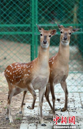 �����������u����ɭ�ֹ��@������_(t��i)��÷��¹һ���˶��d�����D���_(t��i)��÷��¹�ֵܡ����̝��B �z