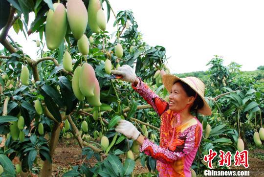 廣西百色欲加強對臺合作做強做優芒果產業