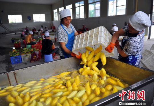 百色市田陽縣引進企業把芒果深加工成芒果干出口美國、法國等國家。 覃蔚峰 攝