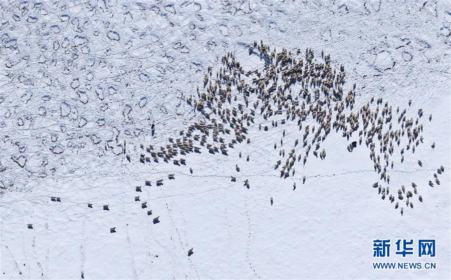(社會)(2)雪后的嘉塘草原