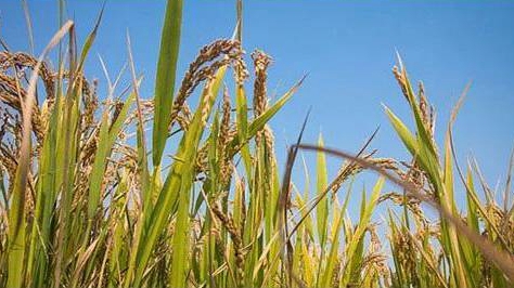 青海省已累計發放各類金融精準扶貧貸款1665.5億元