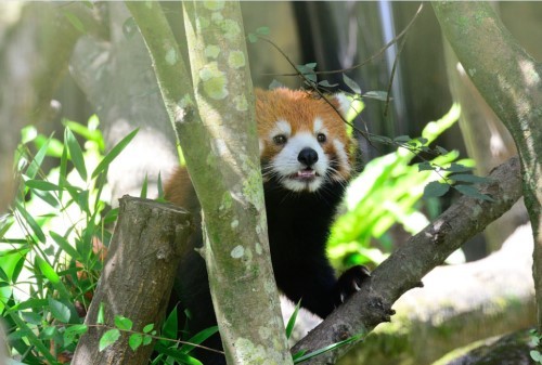 福州小熊貓歡歡臺灣亮相 到處“擦屁股”賣萌(圖)