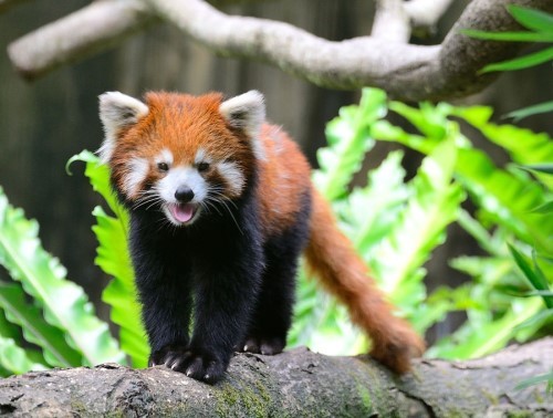 福州小熊貓歡歡臺灣亮相 到處“擦屁股”賣萌(圖)