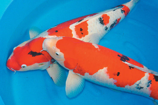 �\��һβ�����f�_����ĩ���F���_���҈@���D��