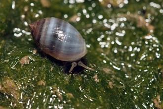 臺灣發現新紀錄物種酒桶冠耳螺殼形像酒桶(圖)