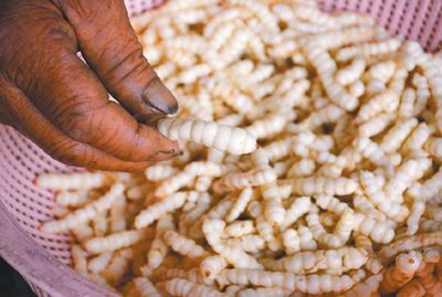 臺灣農民種出高經濟蔬菜“草石蠶”(圖)