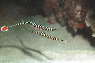 �_���ɹ���ֳ�����y�߹���������ȫ���������D��