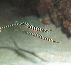 �_���ɹ���ֳ�����y�߹������� ��ȫ���������D��