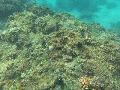 臺灣墾丁珊瑚族群據估算價值40億臺幣(圖)