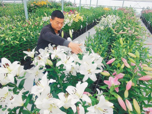 臺(tái)中花農(nóng)自辦百合花節(jié)165品種爭(zhēng)奇斗艷(圖)