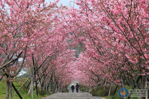 南投溫泉花卉嘉年華募集愛侶秘境免費(fèi)拍婚紗照