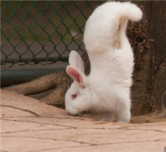 �V�����ӵ������� ����Q�䡰�Èԏ���(�D)