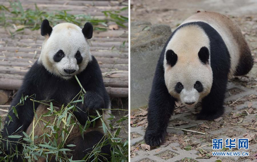 中央贈澳門大熊貓選定 預(yù)計5月初飛赴澳門 中央贈澳門大熊貓選定 預(yù)計5月初飛赴澳門