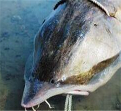 �������O��Ƴ�800����\�m�~ �~���u���u30�f