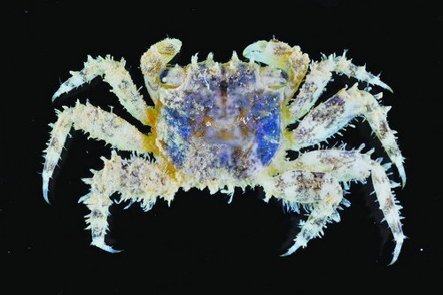 �D���ɷN���з�Fۙ�_��