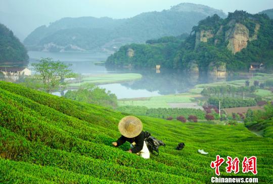 浙江新昌點“綠”成金“旅游+”打造富民綜合體