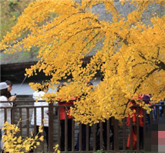 �����ńxǧ���y�Ә�(sh��)�MĿ���S