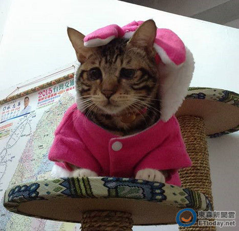 阿肥眼神很無(wú)辜。(圖片來(lái)源:臺(tái)灣ETtoday東森新聞云網(wǎng)站)