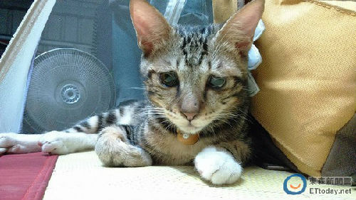 阿肥很喜歡對(duì)主人撒嬌。(圖片來(lái)源:臺(tái)灣ETtoday東森新聞云網(wǎng)站)