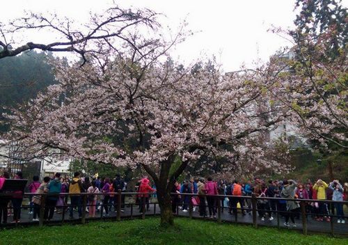 �_(t��i)������ɽ�����ǈ�(ch��ng)��������ʢ�_(k��i)���������D��