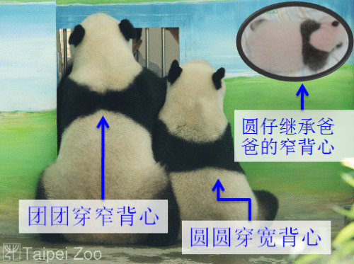 “團(tuán)團(tuán)”、“圓圓”的背部黑斑也不同。