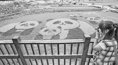 臺灣農民的創意之道:從種田到“賣風景”的嬗變 臺灣農民的創意之道:從種田到“賣風景”的嬗變