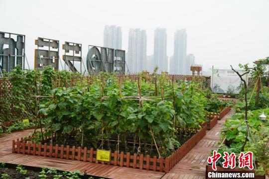 藏身高樓樓頂?shù)摹安说亍狈N植了不少時(shí)蔬。 孫權(quán) 攝
