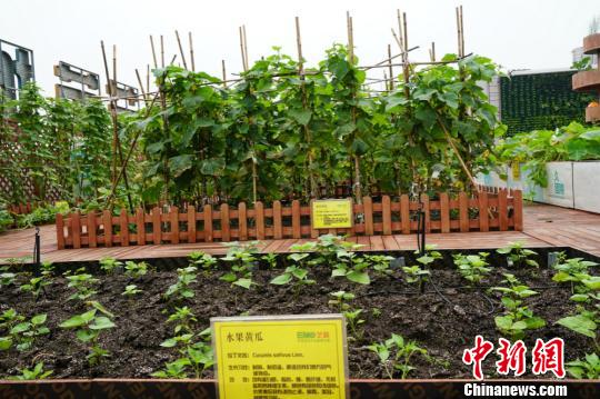 屋頂農(nóng)場(chǎng)中種植的水果黃瓜。 孫權(quán) 攝