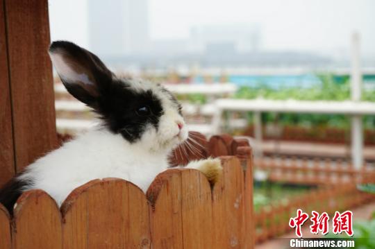 在屋頂農(nóng)場(chǎng)除了果蔬以外,還養(yǎng)著可愛(ài)的小兔子。 孫權(quán) 攝