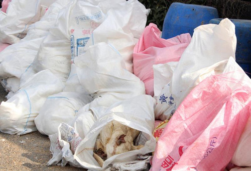 �_���������𡱣�H5N2��H5N8�����Пo�݂��˲���