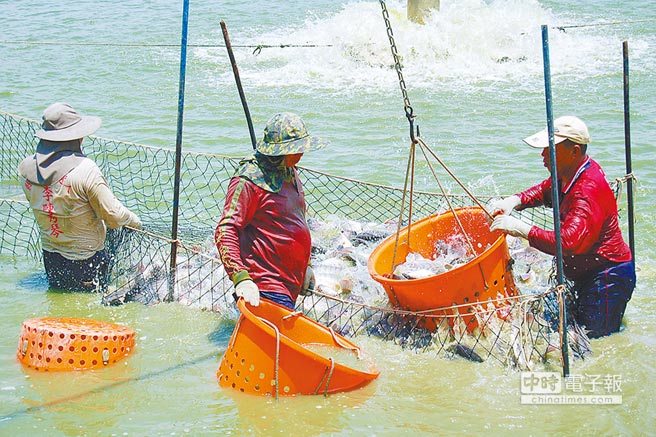 假南向真“反中” 臺農(nóng)漁業(yè)被綠營趕盡殺絕 假南向真“反中” 臺農(nóng)漁業(yè)被綠營趕盡殺絕