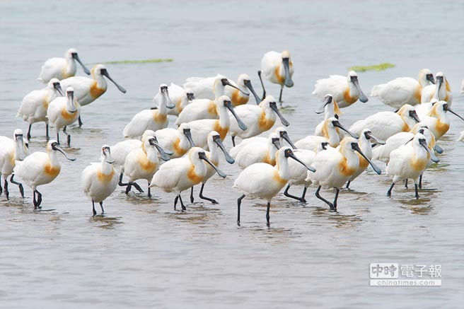 蔡當(dāng)局破壞濕地建火電廠遭批土地計(jì)劃一塌糊涂 蔡當(dāng)局破壞濕地建火電廠遭批土地計(jì)劃一塌糊涂