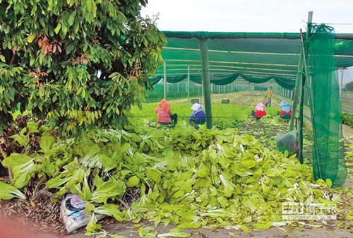 �_���r�a�l�������²˃r���P ���M�h���Gɫ���������r���ܺ����C