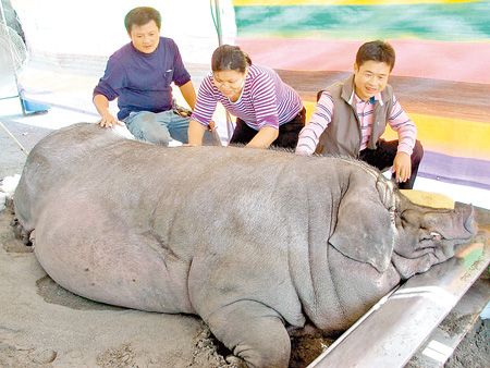 臺(tái)一村民重量級(jí)"謝神" 買千斤豬敬獻(xiàn)
