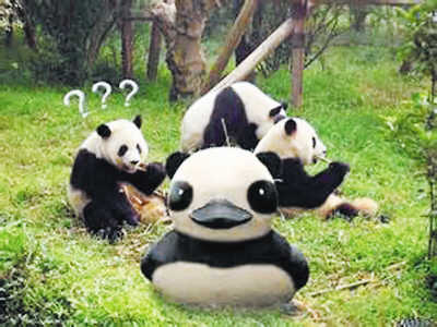 熊貓鴨:臺(tái)灣最走紅的黃鴨和熊貓寶寶合體(圖)