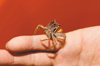 �_���������@��ͨ����9���o(h��)�з�º���ֳ���D��