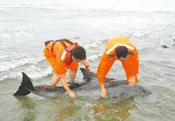 兩只海豚相繼擱淺臺中漁港其中一只死亡(圖)